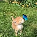 butterflycat