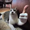 thumbsupcat