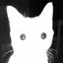 BrightCat