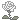 white_rose