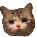 Teen_Cat