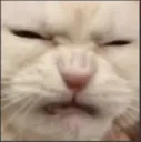 noseshrink