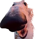 borzo borzo