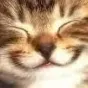 happyCat
