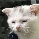 emoji_8 custom emote | Ngôi nhà chút chít ᥫᩣ