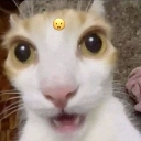 emoji_11 custom emote | Ngôi nhà chút chít ᥫᩣ