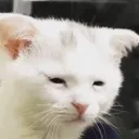 pain
