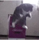 cat_appear