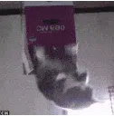 cat_disappear