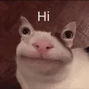 hi