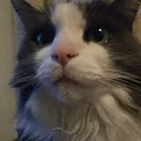 alert alert