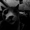 kitty