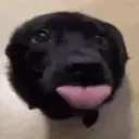 getsreallyexcitedandwagsmytail