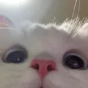cute Discord emoji