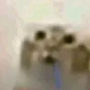 silly_cat