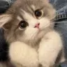 cute_cat