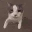 catKiss