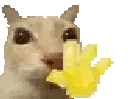 cat_wave