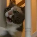 ArsynsDeadCat