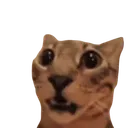 Cat_surprised