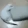 tweakedkitty