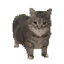 oiiacat