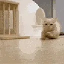 catrun