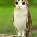 meowl