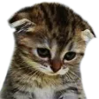 kittysad