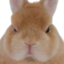 Bunnymad