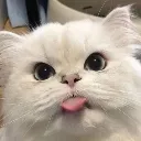 blehhh