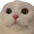 catnervous