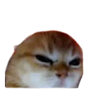madcat
