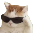 coolcat