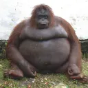 orangatang
