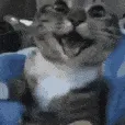 catpant