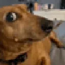 dogwhat dogwhat