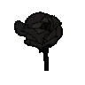 black_rose