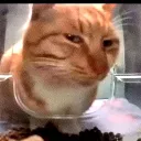 ummm