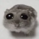 SadHamster