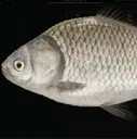 crucian