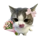catflower
