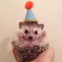 hedgehogparty