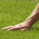 grass