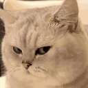 521863sideeyecat1 Discord Emoji from Kings