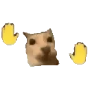 catdance