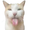 catlick