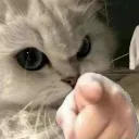 catpointu