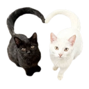 catheart Discord Emoji - 𝔣𝔢𝔯𝔞𝔩