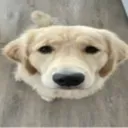 doggo